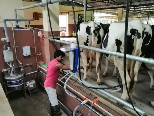 Fresh Milk Collection